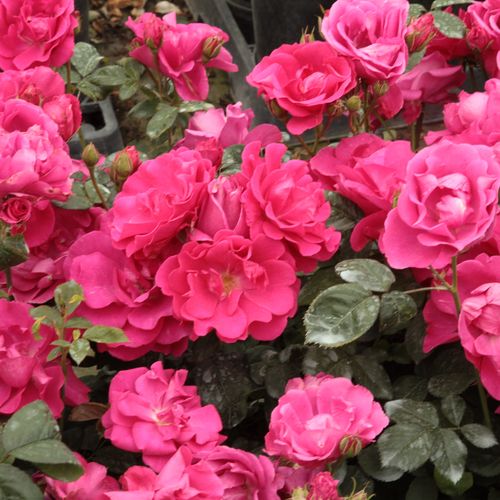 Roz închis - Trandafir copac cu trunchi înalt - cu flori în buchet - coroană tufiș
